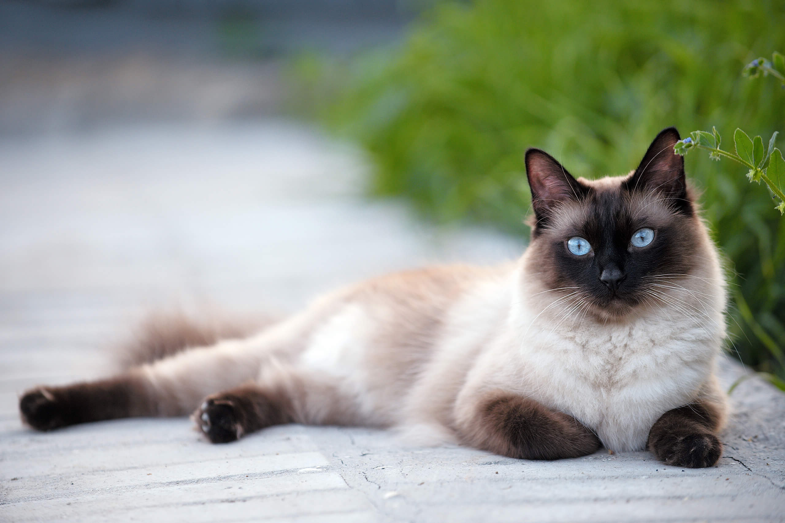 Siam | Cat's Best