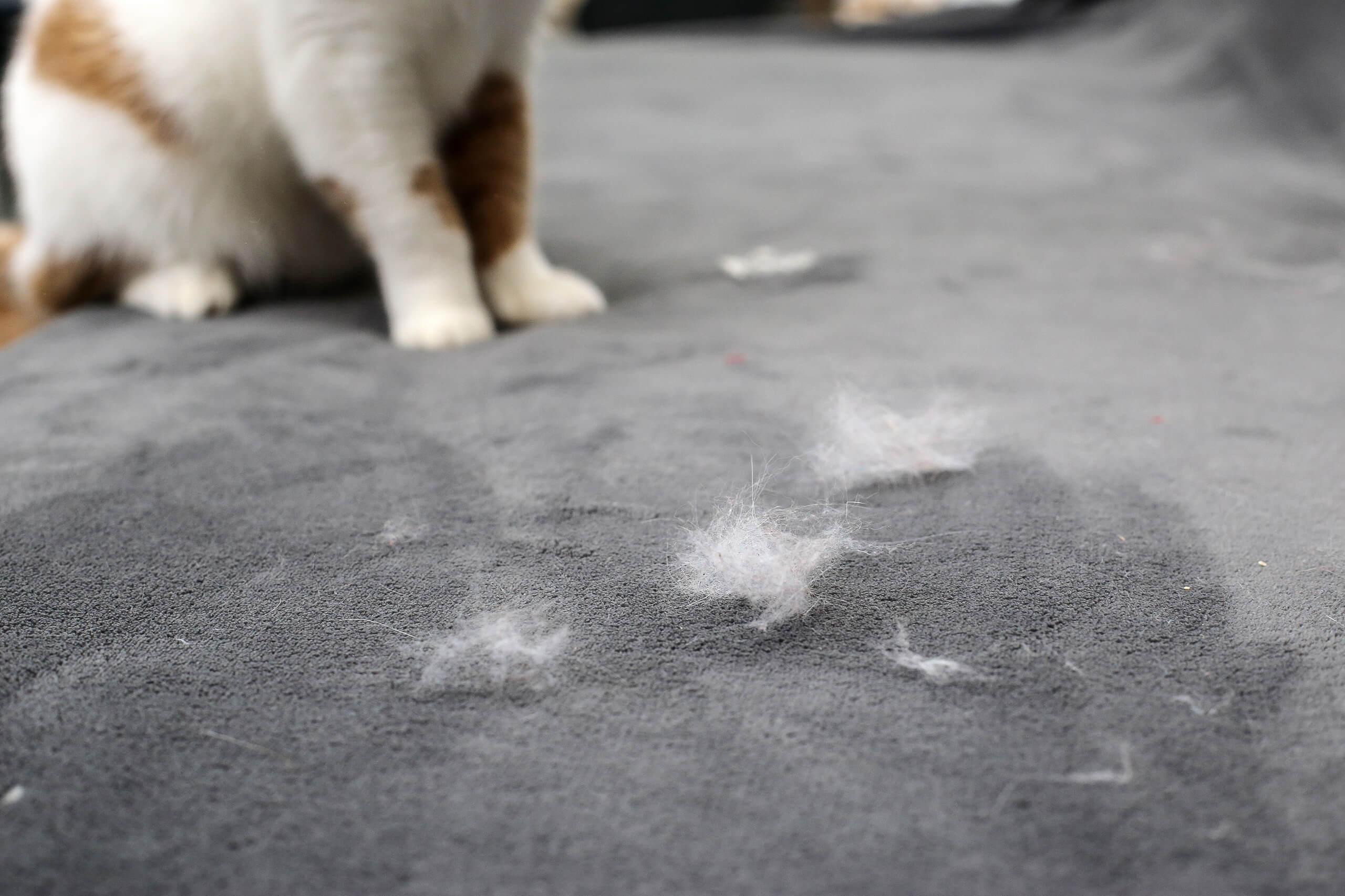 Todo sobre el muda del pelo de tu gato | Cat's Best