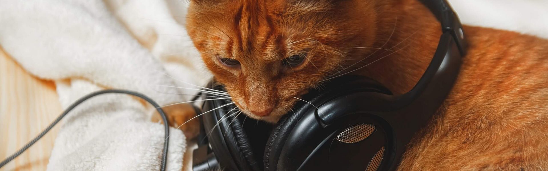 Stream Hora de la Música del Gato