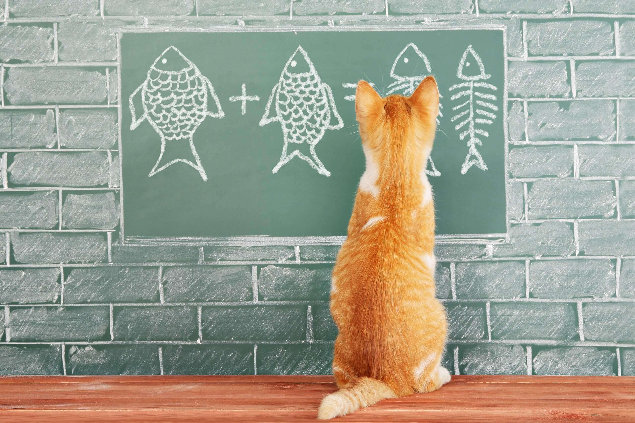 Котики в линию учи 3 класс. Кот учитель. Котики и математика. Кот у доски. Учитель математики котик.